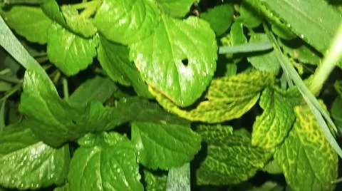Close-up of green leaf veins and natural plant texture Stock Photos