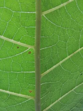 Close Up Green Leaf Veins Texture Stock Photos