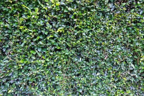 Close up green leaf wall hedgerows Stock Photos