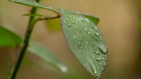 Close-up of green leaf with water droplets Stock Footage 331277844