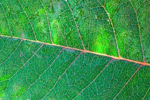 Close-up of green leaf with water drops Stock Photos
