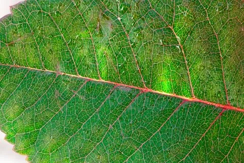 Close-up of green leaf with water drops Foto stock