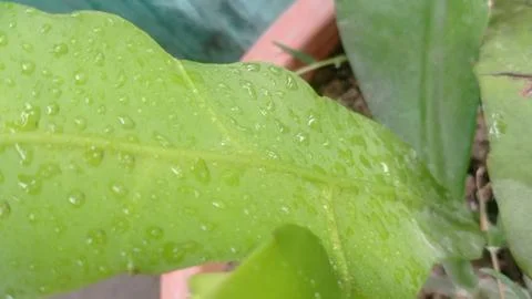Close-up of green leaf with water drops. Stock Photos