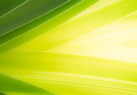 Close up green leaf which shade gradients color from dark green to bright yellow Stock Photos