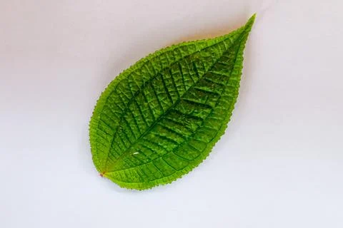 Close-up of a Green Leaf on White Background Foto stock