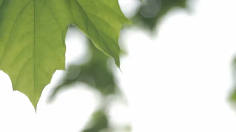 Close up of green leaf in wind Stock Footage 38552386