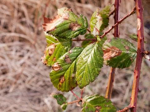 Close up of green leaf in winter spring diseased Stock Photos