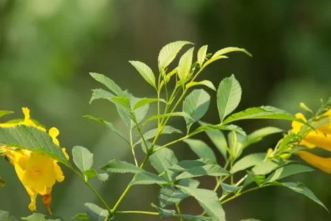 Close up of Green Leaf of Yellow elder flower Stock Photos