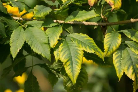 Close up of Green Leaf of Yellow elder flower Stock Photos