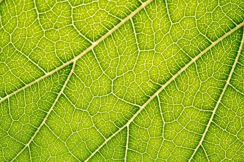 Close up of green leaf,leaf vein texture,background of green leaf,macro photo Stock Photos