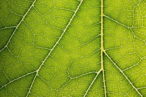 Close up of green leaf,leaf vein texture,background of green leaf,macro photo Stock Photos