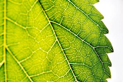 Close up of green leaf,leaf vein texture,background of green leaf,macro photo Stock Photos