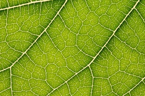 Close up of green leaf,leaf vein texture,background of green leaf,macro photo Stock Photos