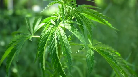 Close up of green leafs of cannabis. Marijuana blows in the wind. 4K Stock Footage 108269683