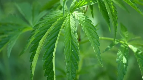 Close up of green leafs of cannabis. Marijuana blows in the wind. 4K Stock Footage 108269722