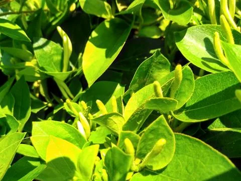 Close up of green leafs detail Stock Photos