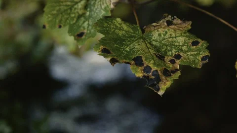 Close up of green leafs Stock Footage 128032239