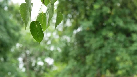 Close up green leafs windy moving on green background Video stock 114264361