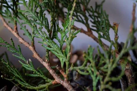A close up of a green leafy branch of a tree. Stock Photos