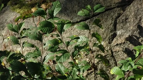 A close-up of green leafy plants growing in front of a textured stone wall. Stock Footage 296019729