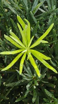 Close-Up of Green Leafy Texture Stock Photos