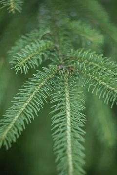A close up of a green leafy tree branch Stock Photos