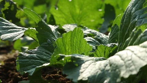 Close-Up of Green Leafy Vegetables Growing in Farm Soil Stock Footage 325418985