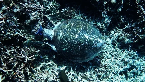 Up close with green leatherback turtle in Komodo National Park, Indonesia Stock Footage 94619108