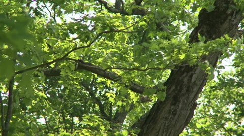 Close up of green Leaves (1 of 4) Stock Footage 32049085