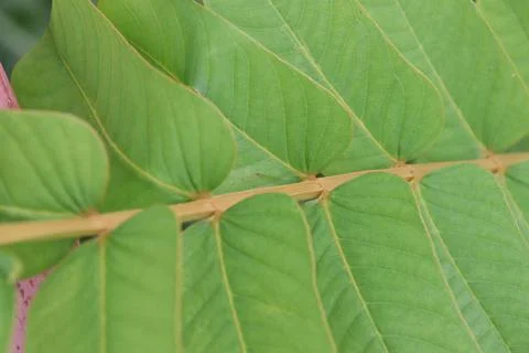 Close up green leaves of Acapulo. Stock Photos