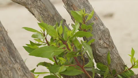 Close-up of green leaves on beachside tree Video stock 334328442