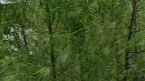 Close up of green leaves on branches of a tree blown back and forth by the wind. Stock Footage 272168020