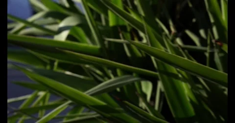 A close up of green leaves with a bright sun shining on them Stock Footage 296092663