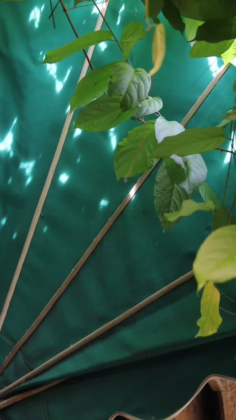 Close-Up Green Leaves Casting Soft Shadows on Canopy Stock Footage 330959864
