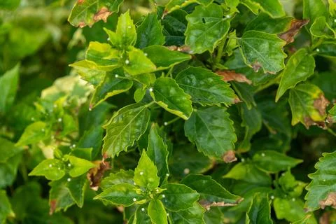 Close-Up of Green Leaves with Damage Stock Photos