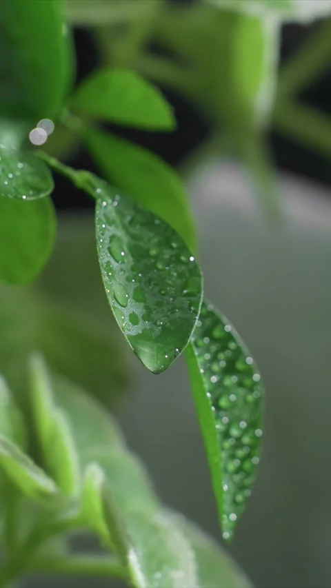 Close up of Green Leaves with Dew Drops Detail Macro Shot with leaf water Stock Footage 346789248