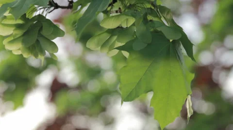 Close up of green leaves Stock Footage 38552398