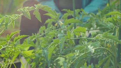 Close up green leaves Stock Footage 99252450