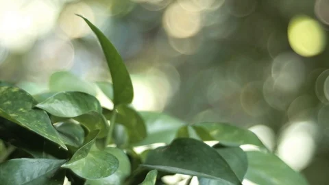 Close-up of green leaves Stock-Footage 118063978