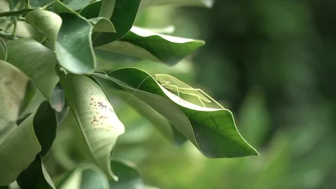 Close up green leaves Stock Footage 128251901