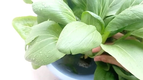 Close up of  green leaves  Stock Footage 146256966