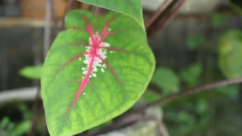 Close up of green leaves Stock Footage 196972312