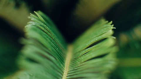 Close-up of green leaves Stock Footage 219613909