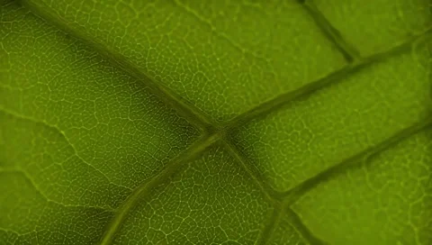 Close up of green leaves Stock Footage 303843709