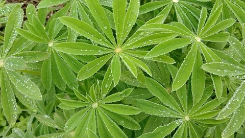 Close up of green leaves 스톡 동영상 309639792