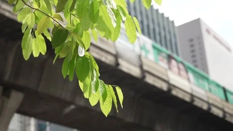 Close-up of green leaves in the foreground with blurred BTS Skytrain passing Video stock 310756978