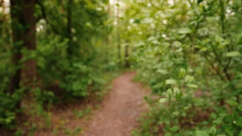 Close up on Green Leaves in Forest 스톡 동영상 130337023