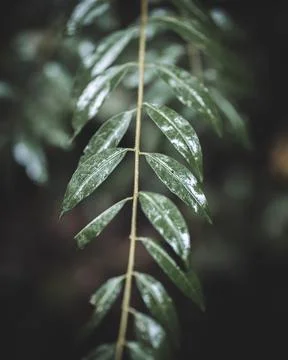 Close-up Of Green Leaves in the Forest Stock Photos