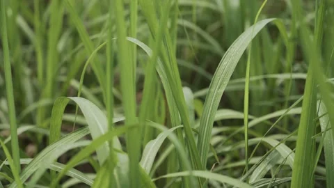A close-up of the green leaves of the grass Video stock 137272328