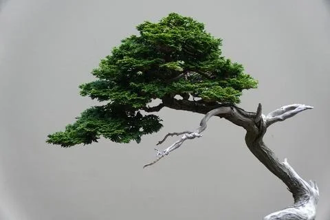 Close up of the green leaves of Hinoki False Cypress bonsai tree Stock Photos